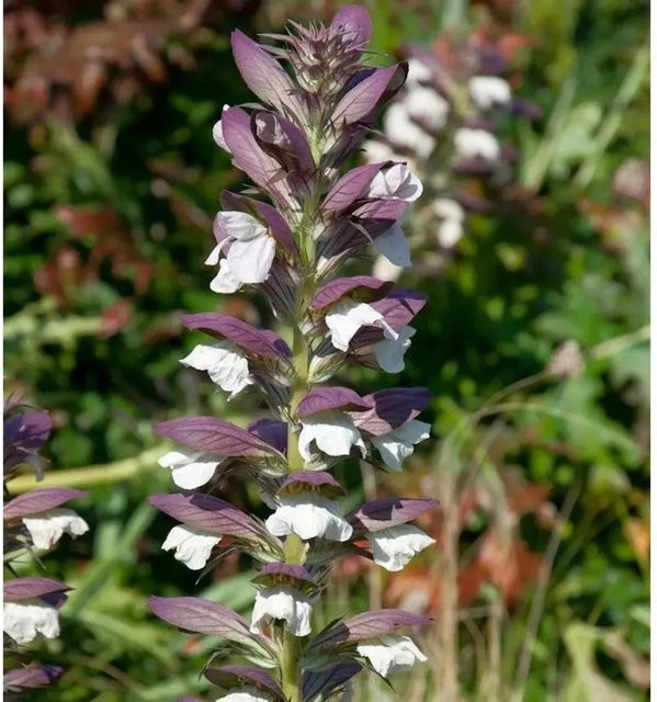 Balkan Bärenklaue White Lips Acanthus hungaricus weiße Staude - Bild 1