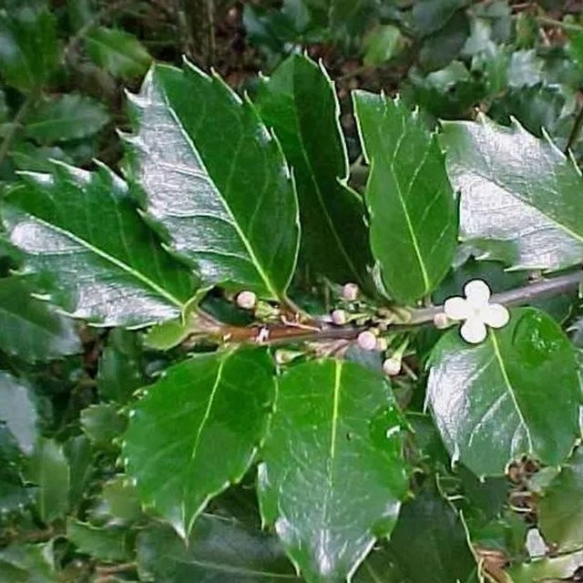 Arborix Stechpalme Blue Prince Ilex meserveae mit blaugrünem Laub im Container, Höhe: 40 bis 60 cm - Bild 1