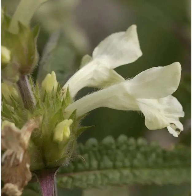 Aufrechte Ziest Stachys recta Staudenpflanze für Garten und Beet - Bild 1