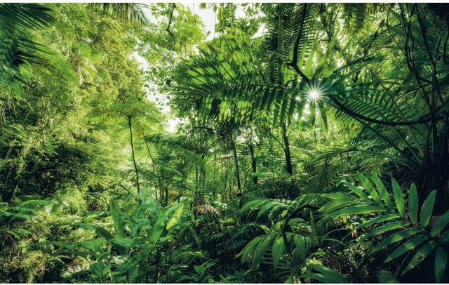 Komar Fototapete Vlies Into The Jungle in Grün, B: 400 cm, H: 250 cm - Bild 1