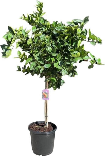 Sunny-Tree Orangenbaum Citrus Sinensis, 8-jähriger fruchtbildender Obstbaum, Höhe: 160 cm - Bild 1