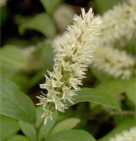 Itea virginica Rosmarinweide Strauch für deinen Garten, Höhe: 30-40 cm