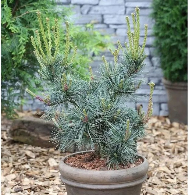 Blaue Mädchenkiefer Pinus parviflora von Nr-01.de, 15-20 cm Höhe - Bild 1