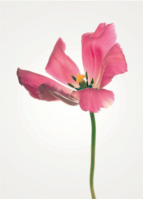 Komar Wandbild Tulip Paper Poster aus Qualitätsvlies, Breite: 30 cm, Höhe: 40 cm - Bild 1
