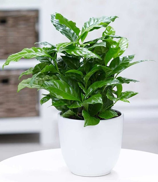 Coffea arabica Kaffeebohnen - Bild 1