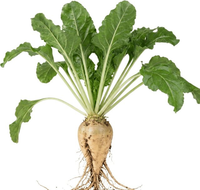 LaCaTho Futterrübe Beta Vulgaris Samen für ca. 20 m², 1000 Stück - Bild 1