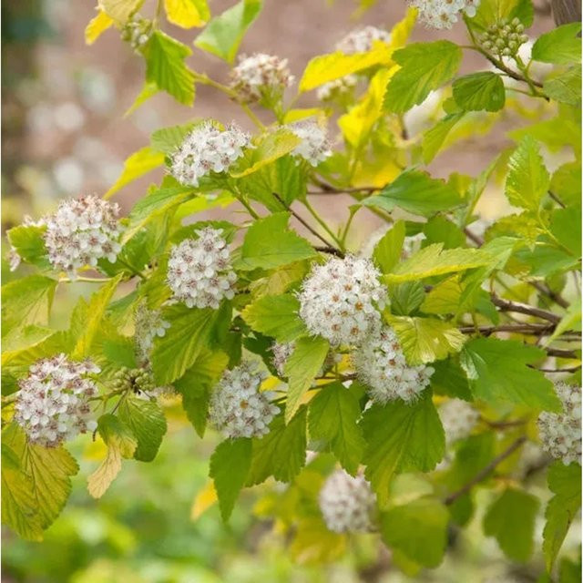 Hochstamm Blasenspiere Tiny Wine Gold Physocarpus opulifolius, Farbe: Gold - Bild 1