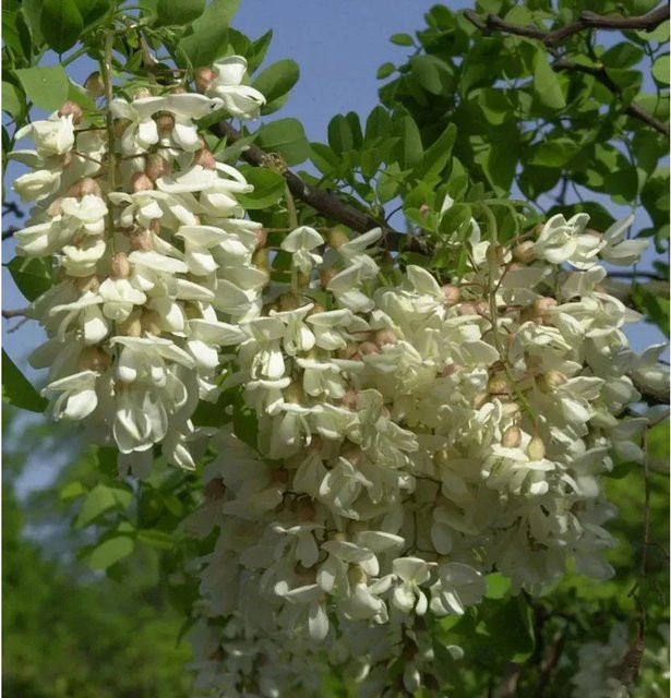 Zwerg Korkenzieher Robinie Twisty Baby Robinia pseudoacacia Baum 60-80 cm - Bild 1