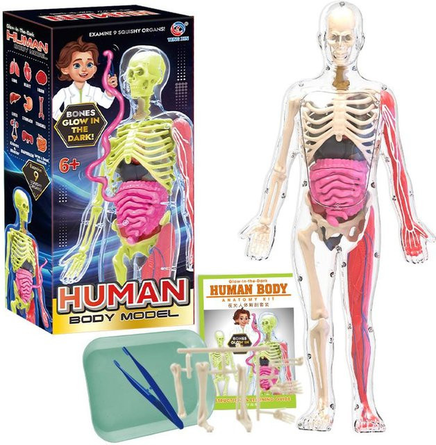 Binchi Fitness Menschliche Organe Modellspielzeug, Anatomie 3D-Modelle, Lernspielzeug - Bild 1