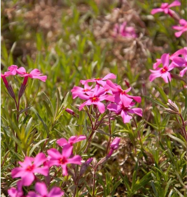 Teppich Phlox Scarlet Flame Phlox subulata Polsterstaude in Pink für den Garten - Bild 1