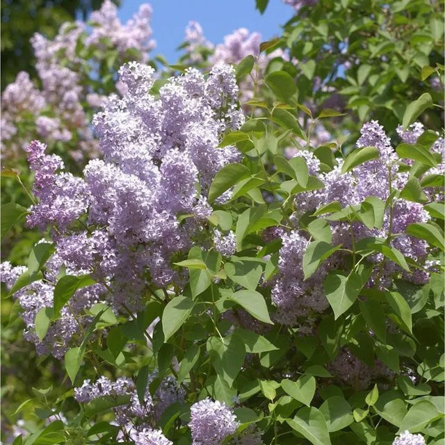Syringa vulgaris Wildflieder lila Strauch für den Garten von Nr-01.de (80-100cm) - Bild 1