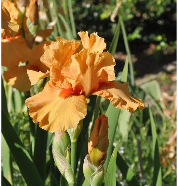 Mittelhohe Schwertlilie Maid of Orange Iris barbata in Orange als Beetpflanze von Nr-01.de - Bild 1
