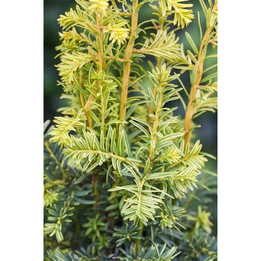Gelbe Eibe Taxus Baccata Dovastonii Aurea als Zierstrauch, 40–50 cm - Bild 2