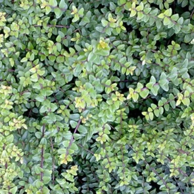 Arborix Heckenmyrte Ernest Wilson Lonicera nitida, grüne Heckenpflanze, 40 bis 50 cm im Container, schnittverträglich - Bild 1