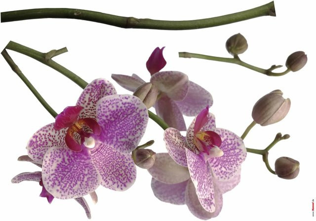 Komar Deko-Sticker Orchidee, Mehrfarbig, Breite: 100 cm, Höhe: 70 cm - Bild 1