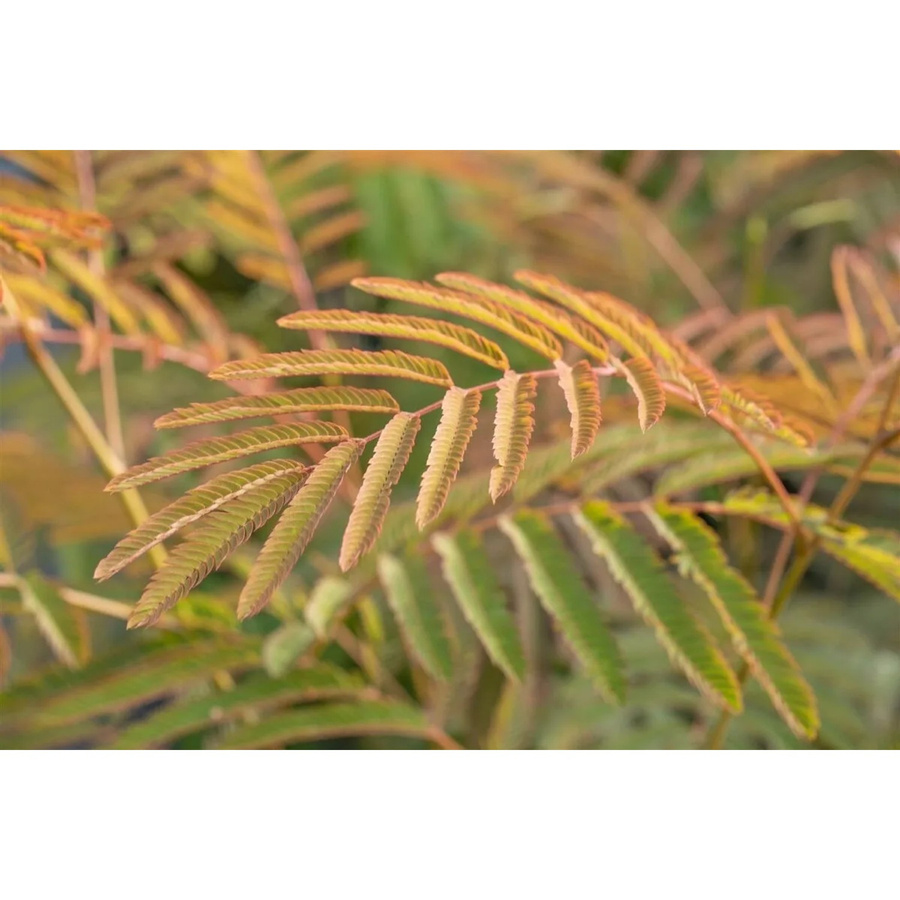Albizia Julibrissin Ernest Wilson Seidenbaum mit rosa Blüten von Pflanzen für dich, Höhe: 60–100 cm - Bild 2