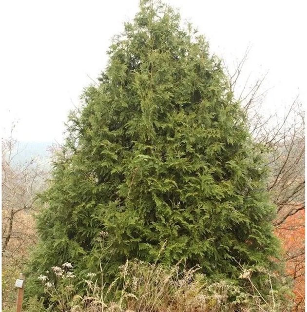 Thujopsis dolabrata Hibale Lebensbaum, grüne Konifere, Höhe: 30-40 cm - Bild 1