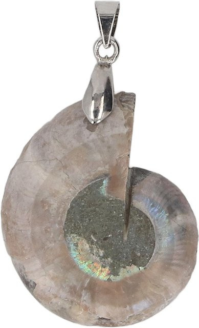 Ammonitenschale Anhänger, gray, Vintage, Unisex - Bild 1