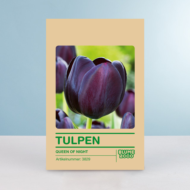 Tulpenzwiebeln Queen of Night für Gartenbeet, Balkon oder Terrasse, 10 Stück von BLUME2000 - Bild 1
