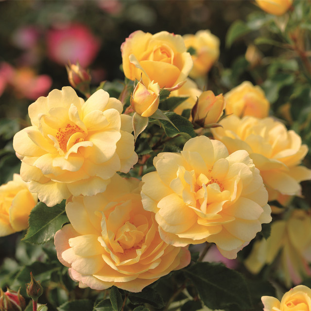 Rosen-Hochstamm Tantau Candela, Höhe: 90 cm - Bild 1