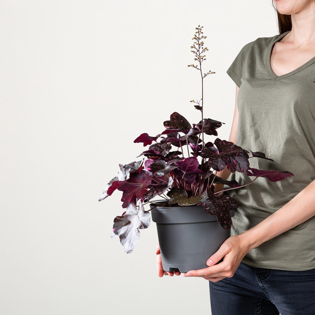 Heuchera Purpurglöckchen Midnight Rose von BLUME2000 für Garten und Balkonkasten - Bild 1