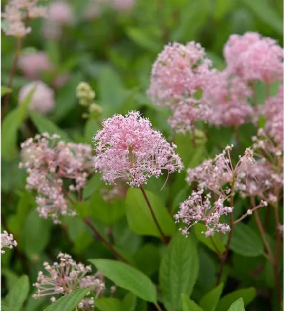 Ceanothus pallidus Säckelblume Marie Simon, rosa Zierstrauch, Höhe: 30-40 cm - Bild 1