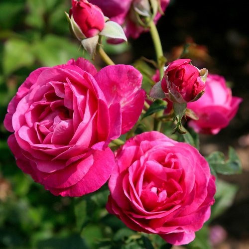 KORDES ROSEN Edelrose Carmen Würth in Rosa mit pinken, gefüllten Blüten - Bild 1