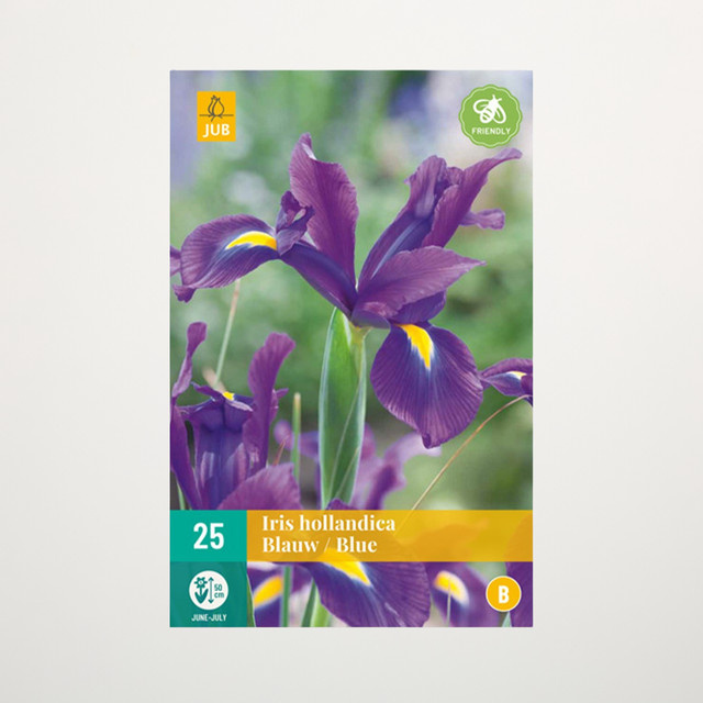 Holländische Schwertlilie Blau von BLUME2000 mit 25 Knollen für Gartenbeete, Balkon oder Terrasse - Bild 1