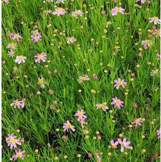 Rosablühendes Schönauge American Dream Coreopsis rosea als mehrjährige Beetpflanze in Pink - Bild 1
