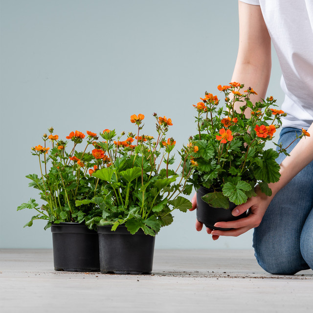 BLUME2000 Nelkenwurz Geum in Orange, 3 Stauden für Blumenbeete, Terrassenkübel und Balkonkästen - Bild 1