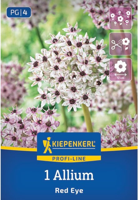 Kiepenkerl Profi-Line Zierlauch Red Eye, 1 Zwiebel, bunt - Bild 1