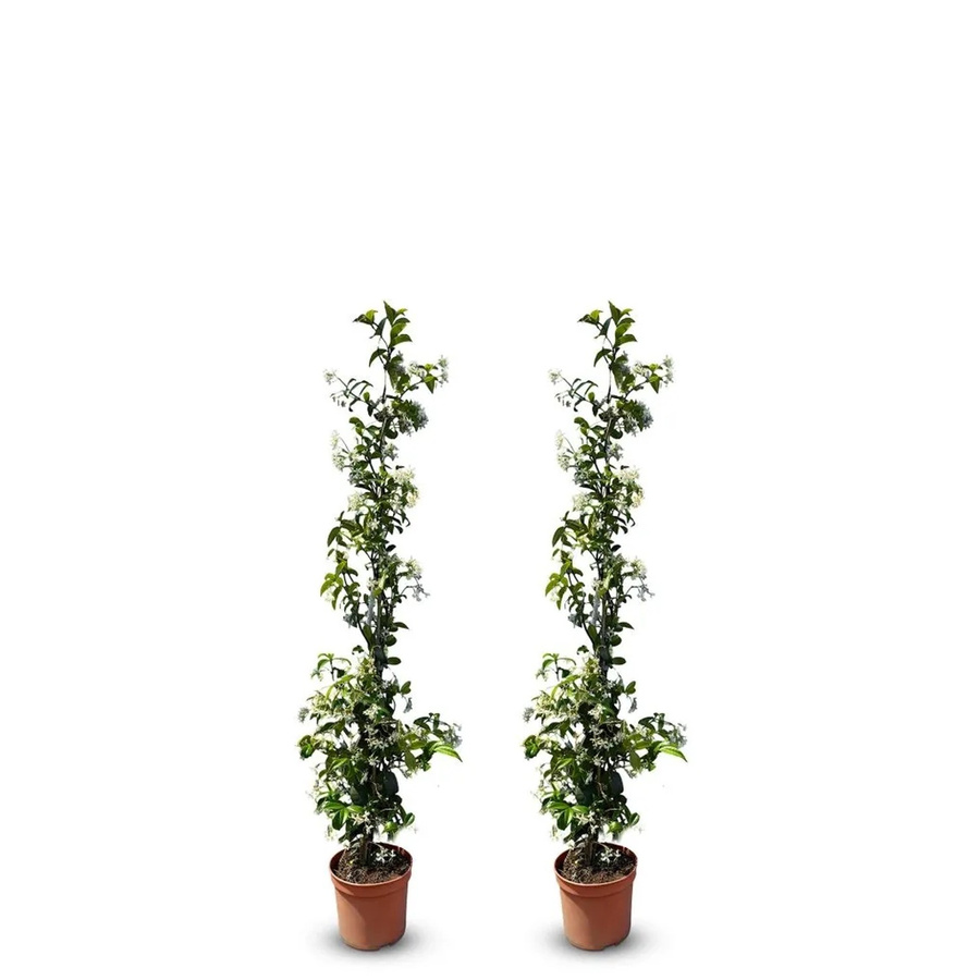 Sunny-Tree Toskanischer Jasmin Trachelospermum Jasminoides, 2 Stück Kletterpflanzen für den Außenbereich, Farbe: Weiß/Grün, Höhe: 120 cm - Bild 2