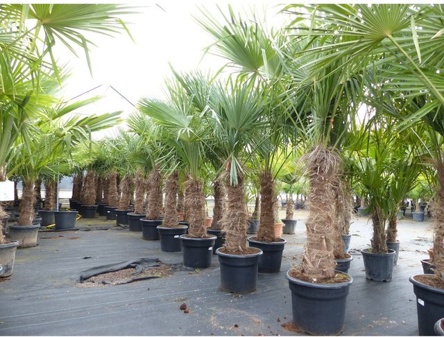 2 Stück Trachycarpus fortunei Hanfpalmen, winterhart bis -18°C, Höhe: 210 - 250 cm, Stammhöhe: 70 - 100 cm - Bild 1