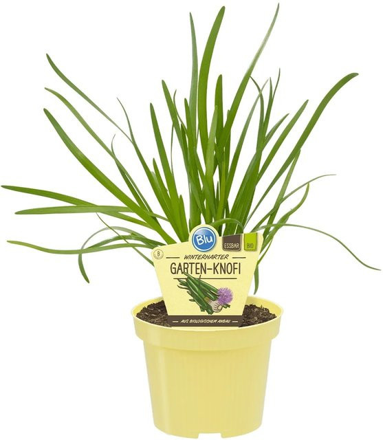 Blu Knofi Topf Allium mit Ø 12 cm für deinen Kräutergarten - Bild 1