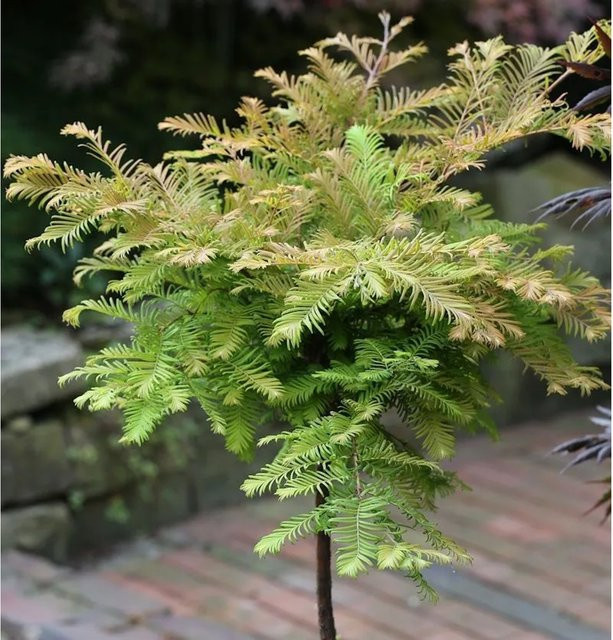 Hochstamm Urweltmammutbaum Miss Grace Metasequoia glyptostroboides, Höhe: 100-125 cm - Bild 1