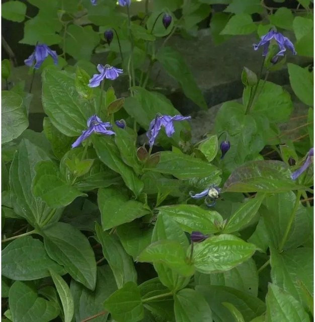 Clematis integrifolia Staudenclematis von Die Nr-01.de für den Garten - Bild 1