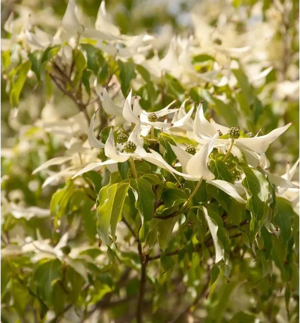 Japanischer Blumenhartriegel Couronne Cornus kousa von Nr-01.de, cremefarbene Blüten, Höhe: 100-125 cm - Bild 1