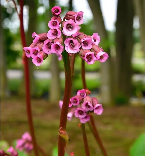Bergenia cordifolia Bergenie Pinneberg als winterharte Staude und Bodendecker für den Staudengarten und Steingarten - Bild 1