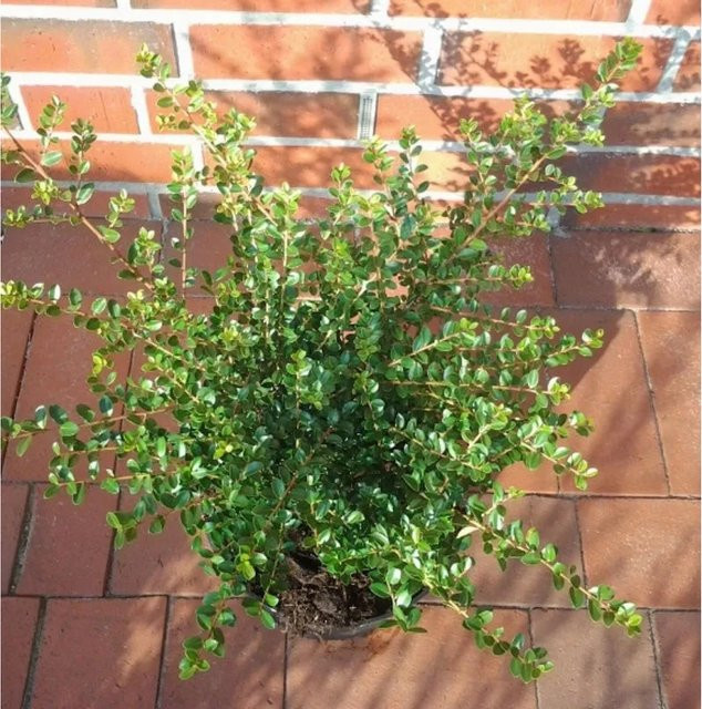 Japanische Stechpalme Ilex crenata Tandai als grüne Heckenpflanze oder Solitär für Formschnitte, Höhe: 20-25 cm - Bild 1
