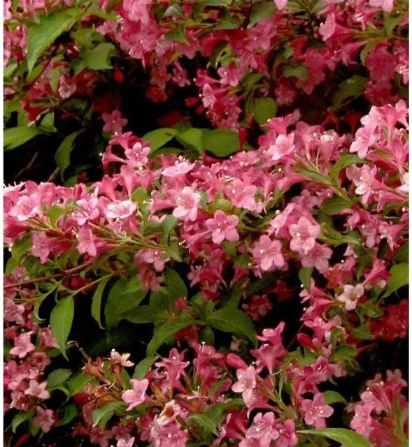 Weigela Styriaca Ziergehölz in Rot und Pink, Höhe: 80-100 cm - Bild 1