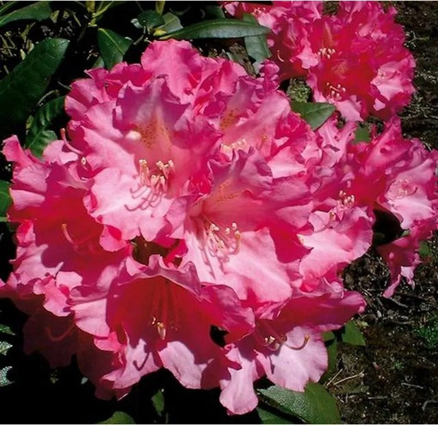Rhododendron Kalinka Alpenrose in Pink von Nr-01.de als Heckenpflanze für Gärten - Bild 1