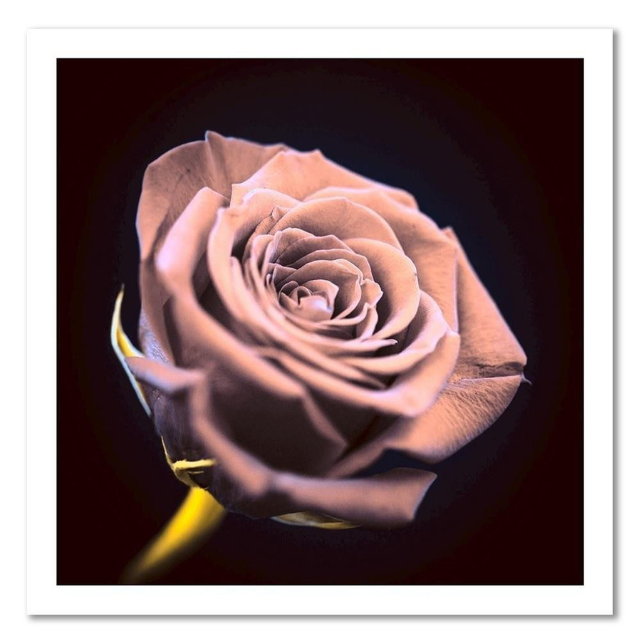 Leinwandbild Rose in der Dunkelheit von Feeby, Farbe Rosa, B/T/H: 30 x 30 x 1 cm - Bild 2