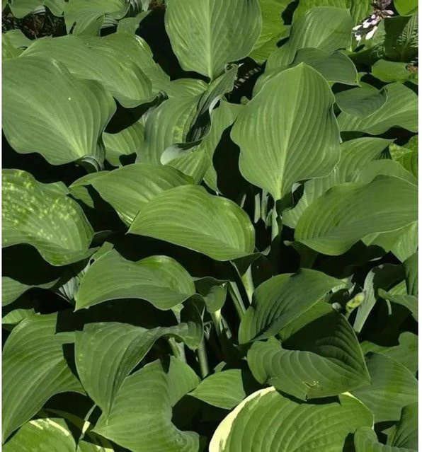 Hosta nigrescens Funkie Krossa Regel - Blaue und grüne Staude für den Garten - Bild 1
