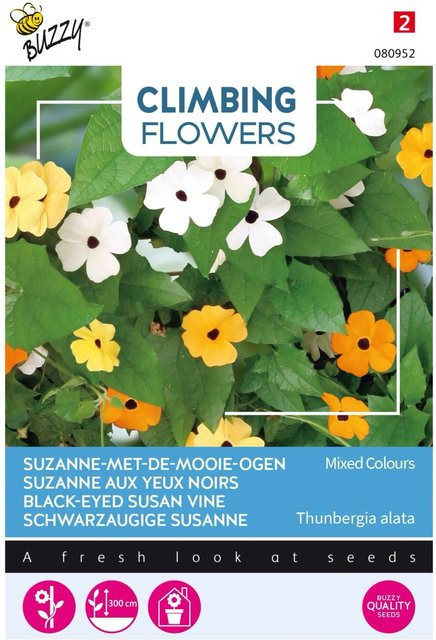 Arborix Thunbergia Buzzy Mischung Kletterpflanzen Samen 0,5 g - Bild 1