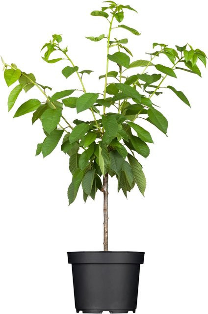 GROW by OBI Bio Süßkirsche Napoleons Knorpelkirsche Prunus im Topf, Höhe: 20-140 cm - Bild 1