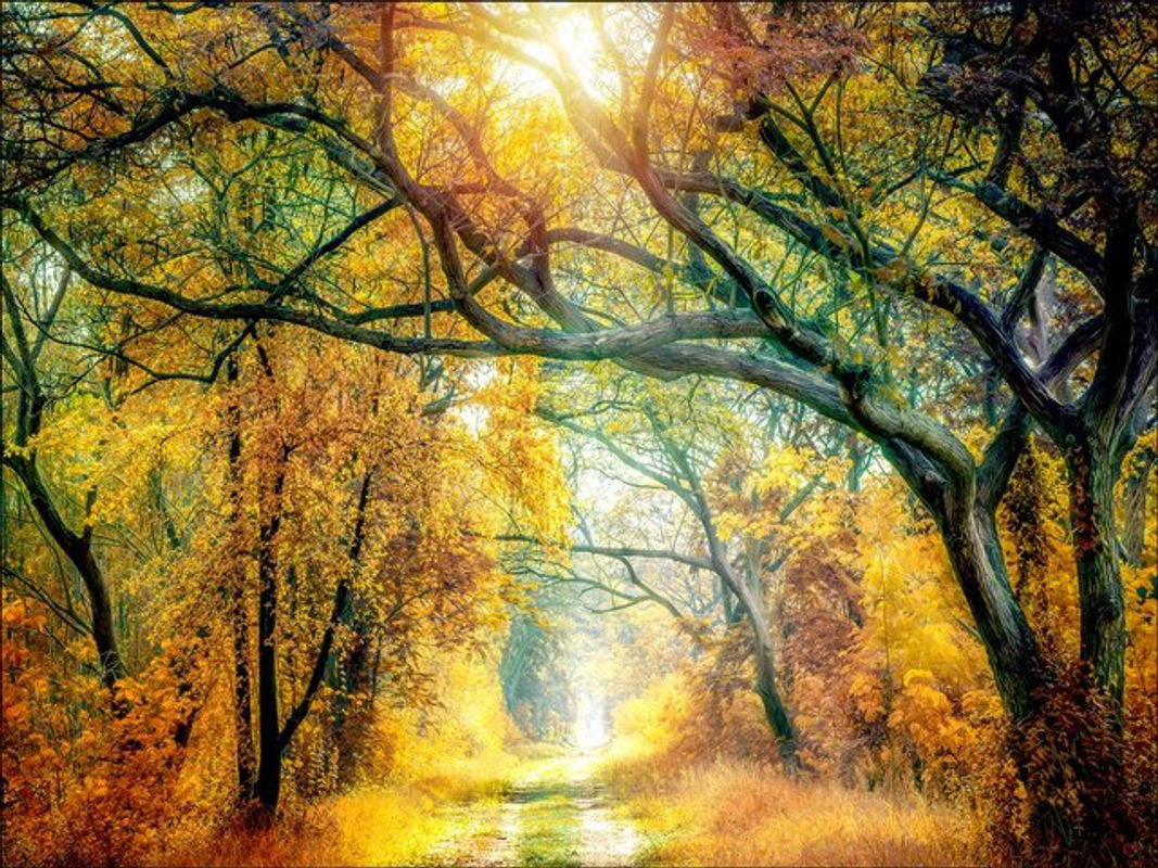 Keilrahmenbild PRO ART SUNSHINE FOREST Landschaft mit Blättern in Herbstfarben, Querformat, B: 116 cm, H: 84 cm, T: 2,4 cm - Bild 1