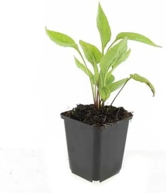 Exotenherz Zierstaude Sonnenhut Echinacea Purpurea White Swan Set mit 6 Pflanzen im 9cm Topf - Bild 1