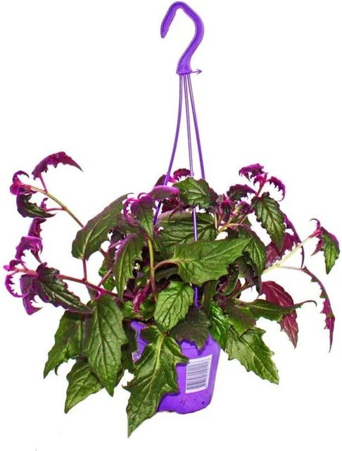 Exotenherz Gynura Purple Passion Samtblatt Samtnessel Zimmerpflanze in Lila mit Ampeltopf - Bild 1