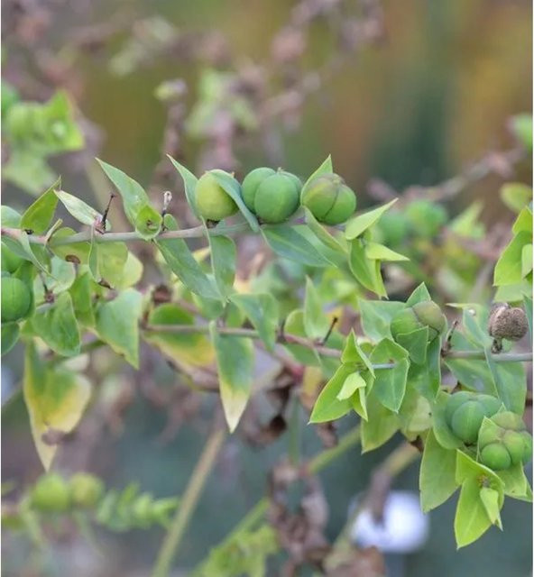 Kreuzblättrige Wolfsmilch Euphorbia athyris als mehrjährige Gartenpflanze in Grün - Bild 1
