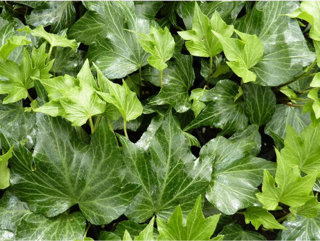 Hedera helix Grüner Efeu im Green Ripple Topf mit Ø 9 cm - Bild 1